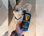 Small #1 Greyhound