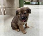 Small #3 Labrador Retriever Mix