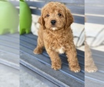 Small Photo #1 Goldendoodle Puppy For Sale in SAN DIEGO, CA, USA