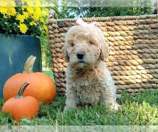Medium Photo #1 Goldendoodle Puppy For Sale in PAULINE, SC, USA