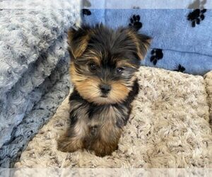 Yorkshire Terrier Puppy for sale in NAPOLEON, OH, USA