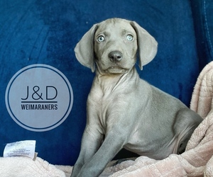 Weimaraner Puppy for sale in FITZGERALD, GA, USA