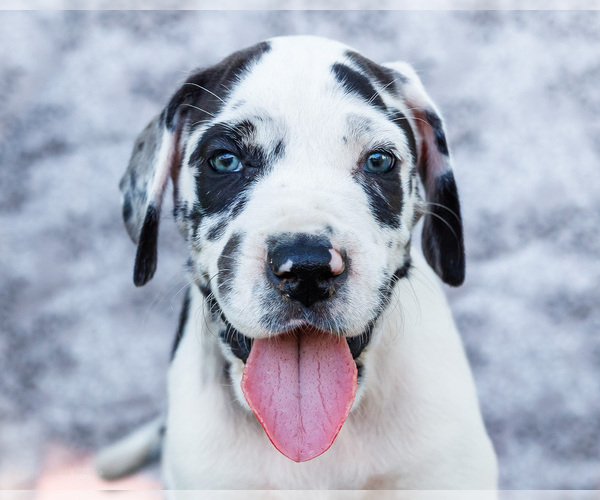 Medium Photo #12 Great Dane Puppy For Sale in WAKARUSA, IN, USA