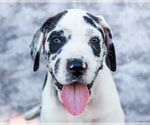 Small #11 Great Dane