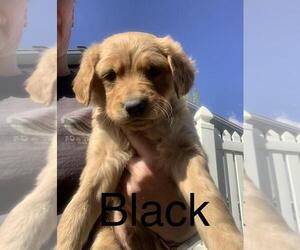 Golden Retriever Puppy for sale in PALISADE, CO, USA