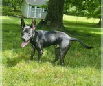 Small #10 German Shepherd Dog Mix