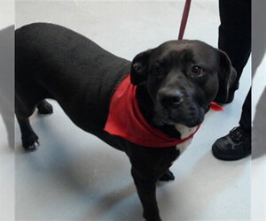 Mutt Dogs for adoption in Fayetteville, NC, USA