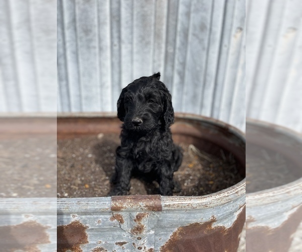 Medium Photo #1 Labradoodle Puppy For Sale in CHARITON, IA, USA