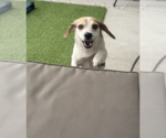 Small #1 Beagle