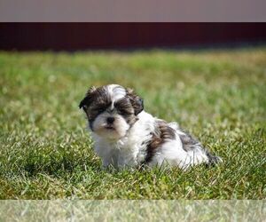 Shih Tzu Litter for sale in HUDSONVILLE, MI, USA