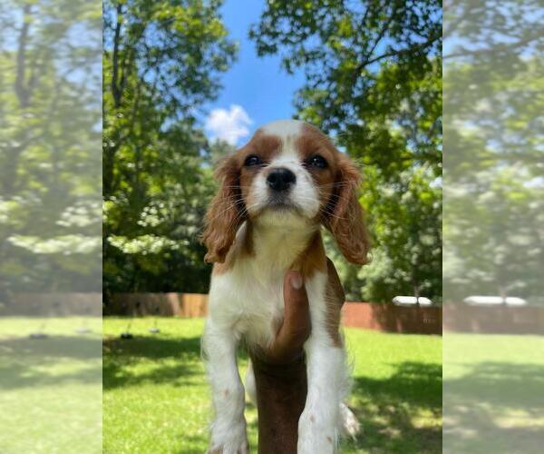 Medium Photo #3 Cavalier King Charles Spaniel Puppy For Sale in HAMPTON, GA, USA