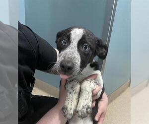 Mutt Dogs for adoption in Woodbury, NY, USA