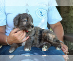 Small Photo #3 Bernedoodle Puppy For Sale in BERLIN, NJ, USA