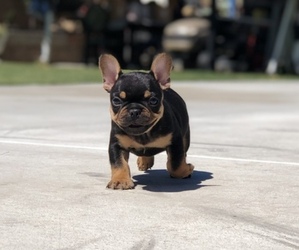 French Bulldog Puppy for sale in BLOOMINGTON, CA, USA