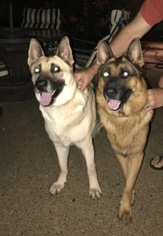 Mother of the German Shepherd Dog puppies born on 09/09/2017