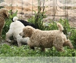 Small Photo #11 Poodle (Standard) Puppy For Sale in GARWOOD, TX, USA