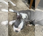 Small Photo #24 Boston Terrier Puppy For Sale in PRAIRIE DU SAC, WI, USA