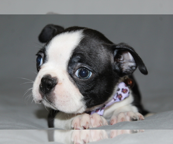 Medium Photo #2 Boston Terrier Puppy For Sale in BROOKSVILLE, FL, USA