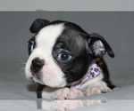 Small #1 Boston Terrier