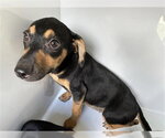 Small Miniature Pinscher Mix