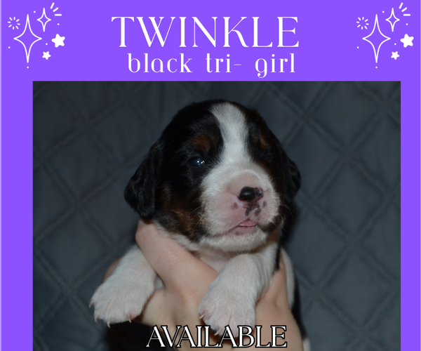 Medium Photo #2 English Springer Spaniel Puppy For Sale in LITCHFIELD, MN, USA