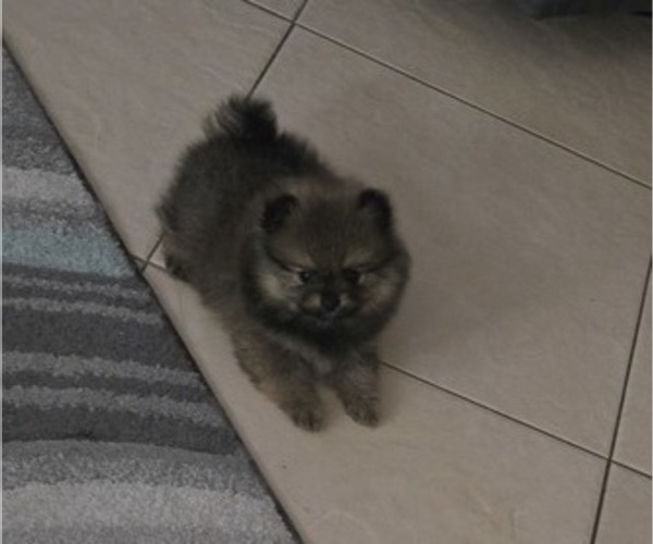 Medium Photo #4 Pomeranian Puppy For Sale in MENIFEE, CA, USA