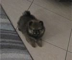 Small #3 Pomeranian