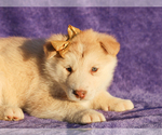 Small #3 Alaskan Malamute