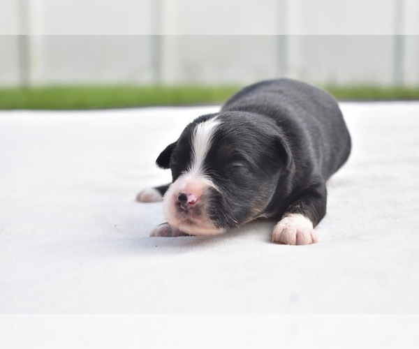 Medium Photo #2 Miniature Australian Shepherd Puppy For Sale in PALM COAST, FL, USA