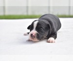 Small #1 Miniature Australian Shepherd