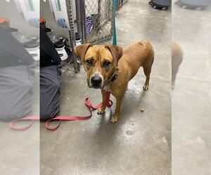 Labrador Retriever Dogs for adoption in Rosenberg, TX, USA