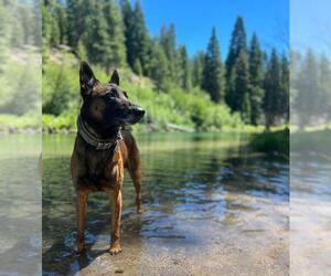 Father of the Belgian Malinois puppies born on 05/24/2025