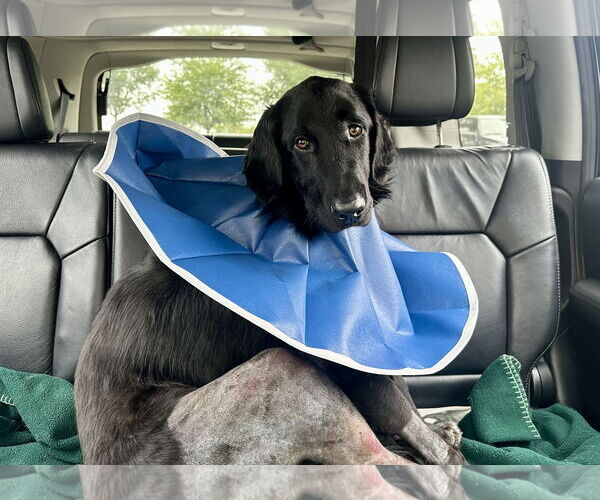 Medium Photo #5 Mutt Puppy For Sale in Columbus, IN, USA