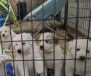 Great Pyrenees-Maremma Sheepdog Mix Puppy for sale in NEWPORT, WA, USA