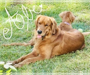 Father of the Golden Retriever puppies born on 05/10/2026