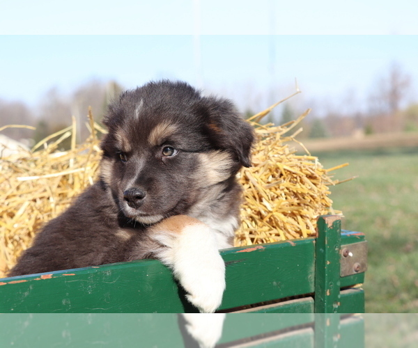 Full screen Photo #3 Australian Shepherd Puppy For Sale in SHILOH, OH, USA