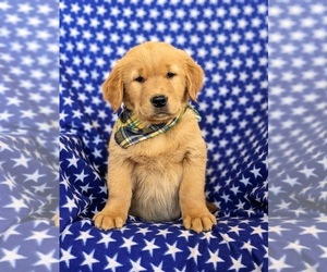 Golden Retriever Puppy for sale in OXFORD, PA, USA