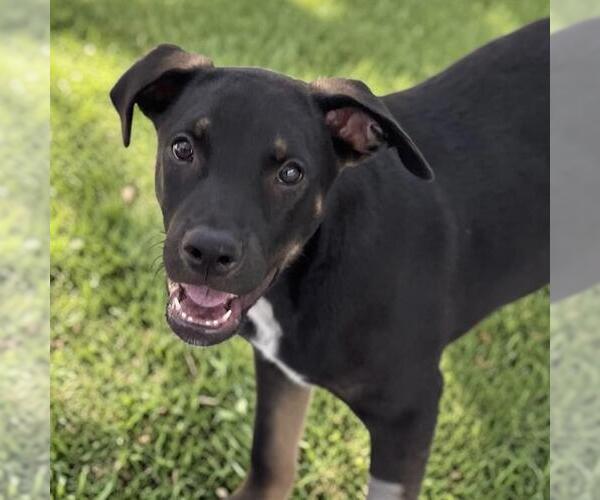 Medium Photo #6 Mutt Puppy For Sale in San Diego, CA, USA