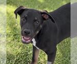 Small #5 Mutt