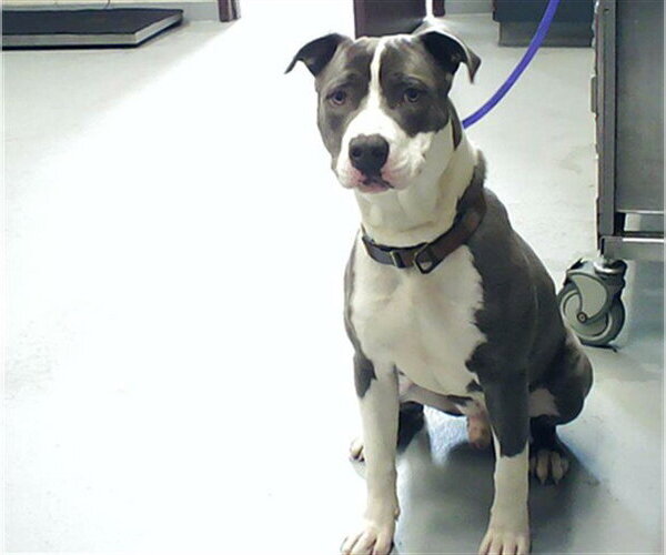 Medium Photo #1 Mutt Puppy For Sale in Fayetteville, NC, USA