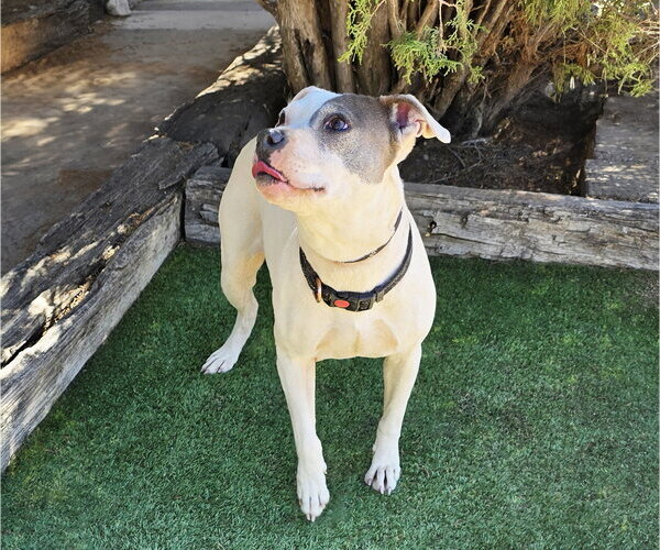 Medium Photo #4 American Pit Bull Terrier Puppy For Sale in Albuquerque, NM, USA