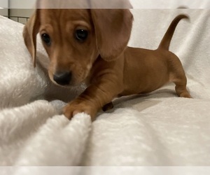 Dachshund Puppy for sale in DELTONA, FL, USA