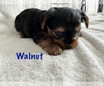 Small Photo #7 Yorkshire Terrier Puppy For Sale in FONTANA, CA, USA