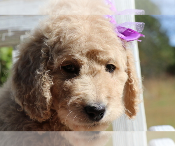 Medium Photo #3 Goldendoodle Puppy For Sale in BRIGHTON, MO, USA