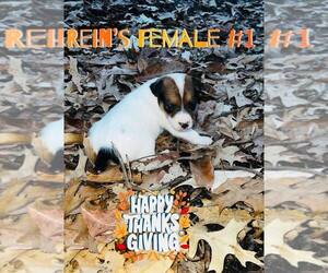 Jack Russell Terrier Puppy for Sale in KINGSVILLE, Missouri USA