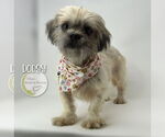 Small #2 Shih Apso