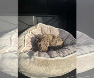 Medium F2 Aussiedoodle