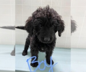 Goldendoodle Puppy for sale in CLARE, IL, USA