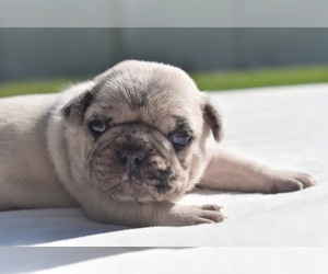 Pug Puppy for sale in PALM COAST, FL, USA