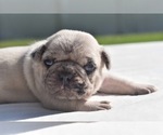 Image preview for Ad Listing. Nickname: Maple